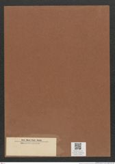 Diatomeae indet. Zeichnungen Sammlung Grunow Mappe 03445 (Herbarium_W_Grunow_drawings_Folder_03445)